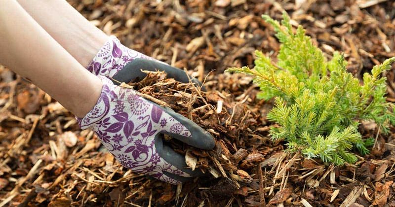 Refresh Mulch Around Shallow-Rooted Plants