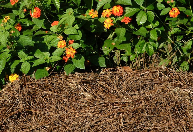 Refresh Mulch Around The Planting Area
