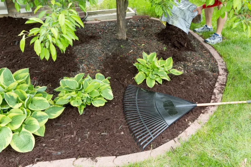 Refresh Mulch Around The Root Zone