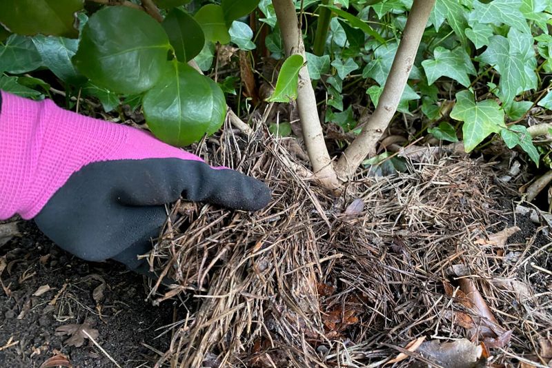 Refresh Mulch Before Summer Heat Arrives