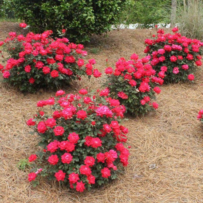 Refresh Mulch Layers To Help Retain Soil Moisture Refresh Mulch Layers To Help Retain Soil Moisture