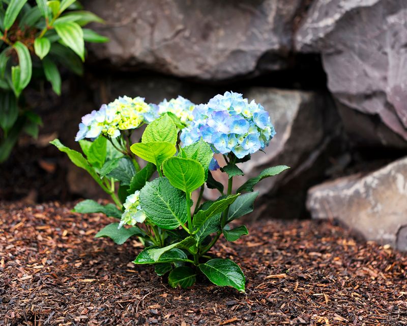Refresh Mulch Without Burying The Crown Refresh Mulch Without Burying The Crown