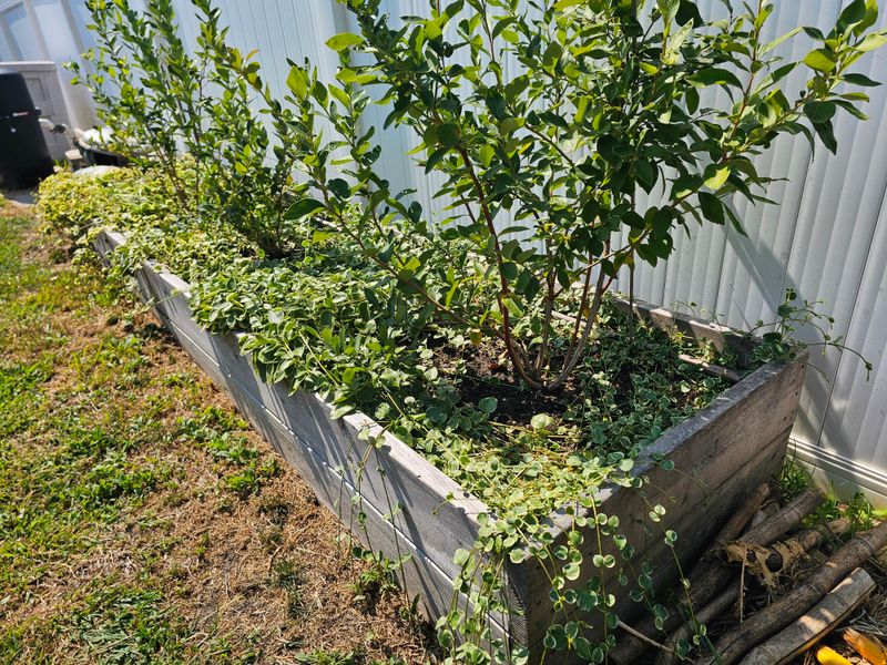Refresh Pine Bark Mulch