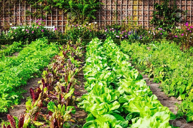 Regional Texas Planting Windows Can Vary Widely Regional Texas Planting Windows Can Vary Widely