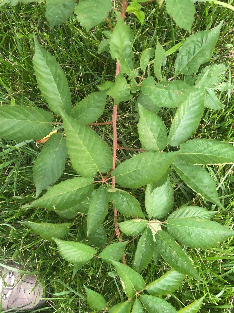 Regrowth Needs Timely Treatment
