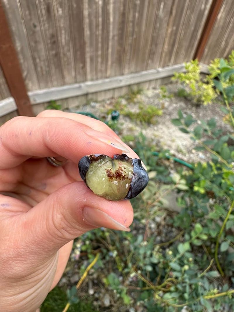 Regular Checks For Fruit Pests