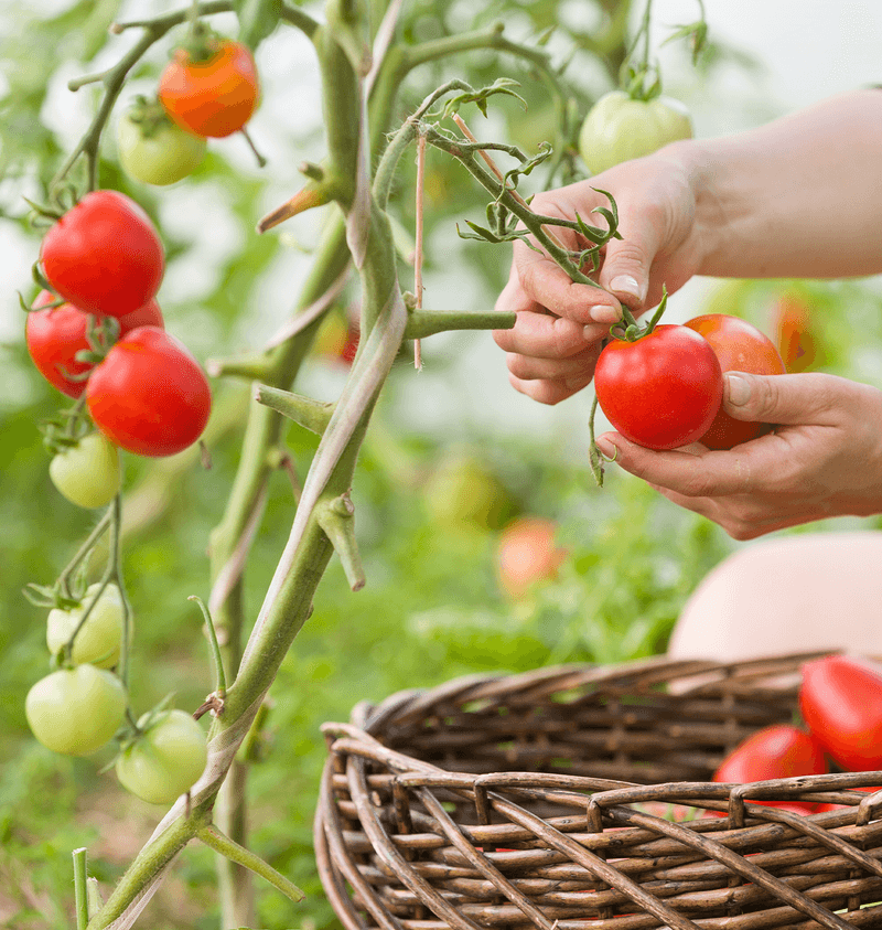 Regular Harvesting And Scouting