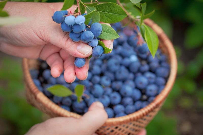 Regular Harvesting Of Ripe Berries