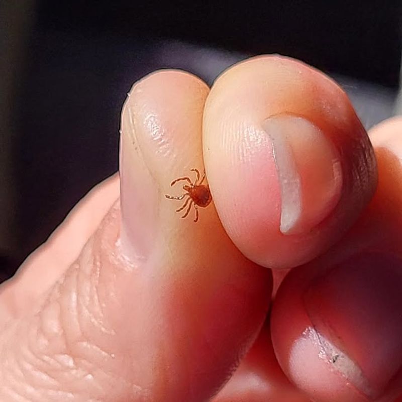 Regular Tick Checks Have Become Part Of Spring Garden Maintenance Regular Tick Checks Have Become Part Of Spring Garden Maintenance