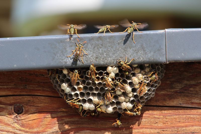 Regular Traffic Near The Nest Can Raise Sting Risk