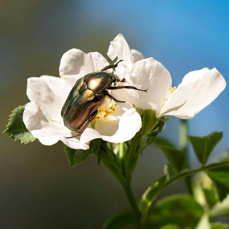 Relax Because Most Plants Bounce Back Once Beetle Season Ends Relax Because Most Plants Bounce Back Once Beetle Season Ends