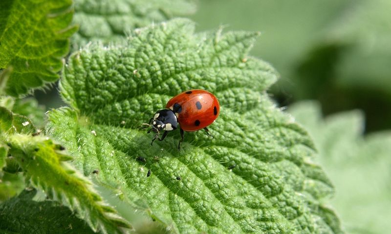 Release Ladybugs In Early Spring