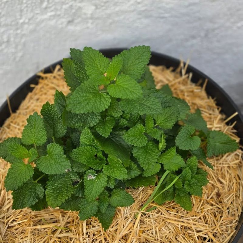 Reliable Perennial That Returns Every Season Reliable Perennial That Returns Every Season