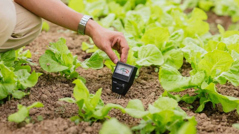Relying On Rainfall Without Checking Soil Moisture