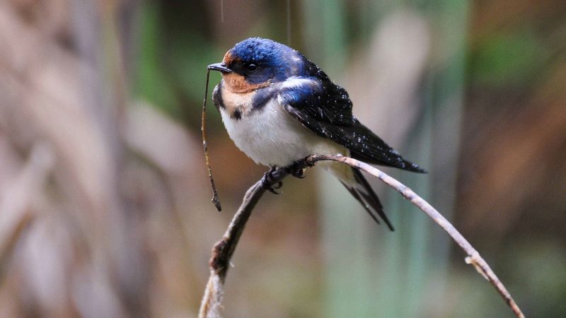 Remember Barn Swallows Still Need Mud Most