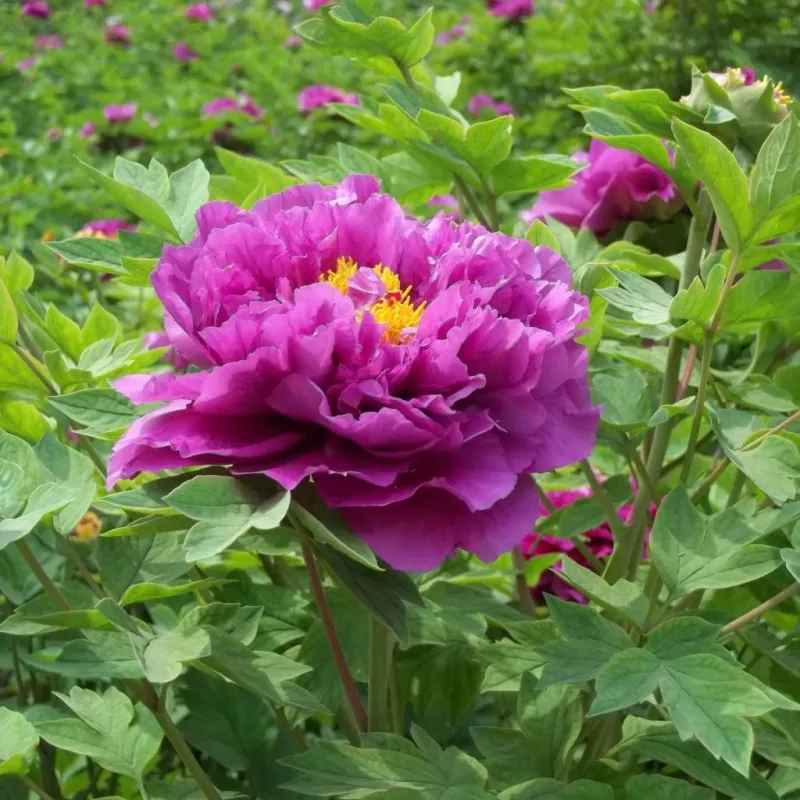 Remember That Next Year’s Blooms Start Forming Now Remember That Next Year’s Blooms Start Forming Now