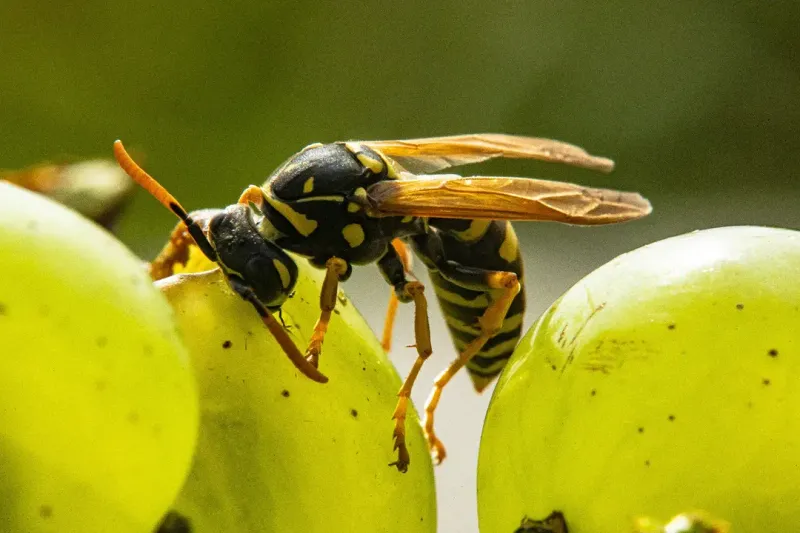 Remember That Wasps Also Have A Garden Role Remember That Wasps Also Have A Garden Role