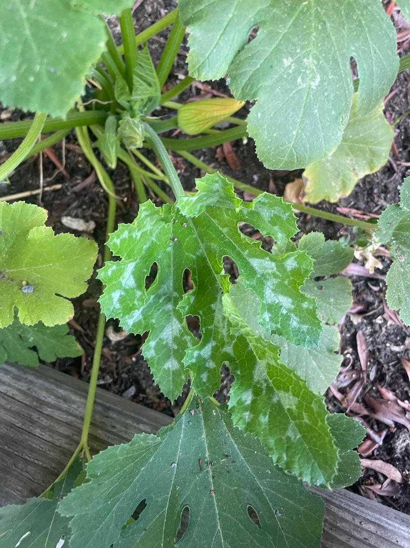 Remove A Few Crowded Leaves, Not The Whole Plant Remove A Few Crowded Leaves, Not The Whole Plant