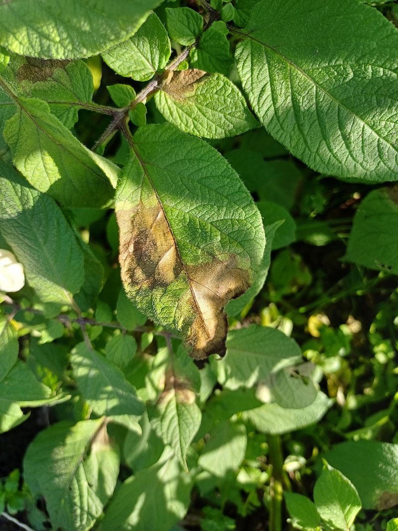 Remove And Destroy Infected Plant Material