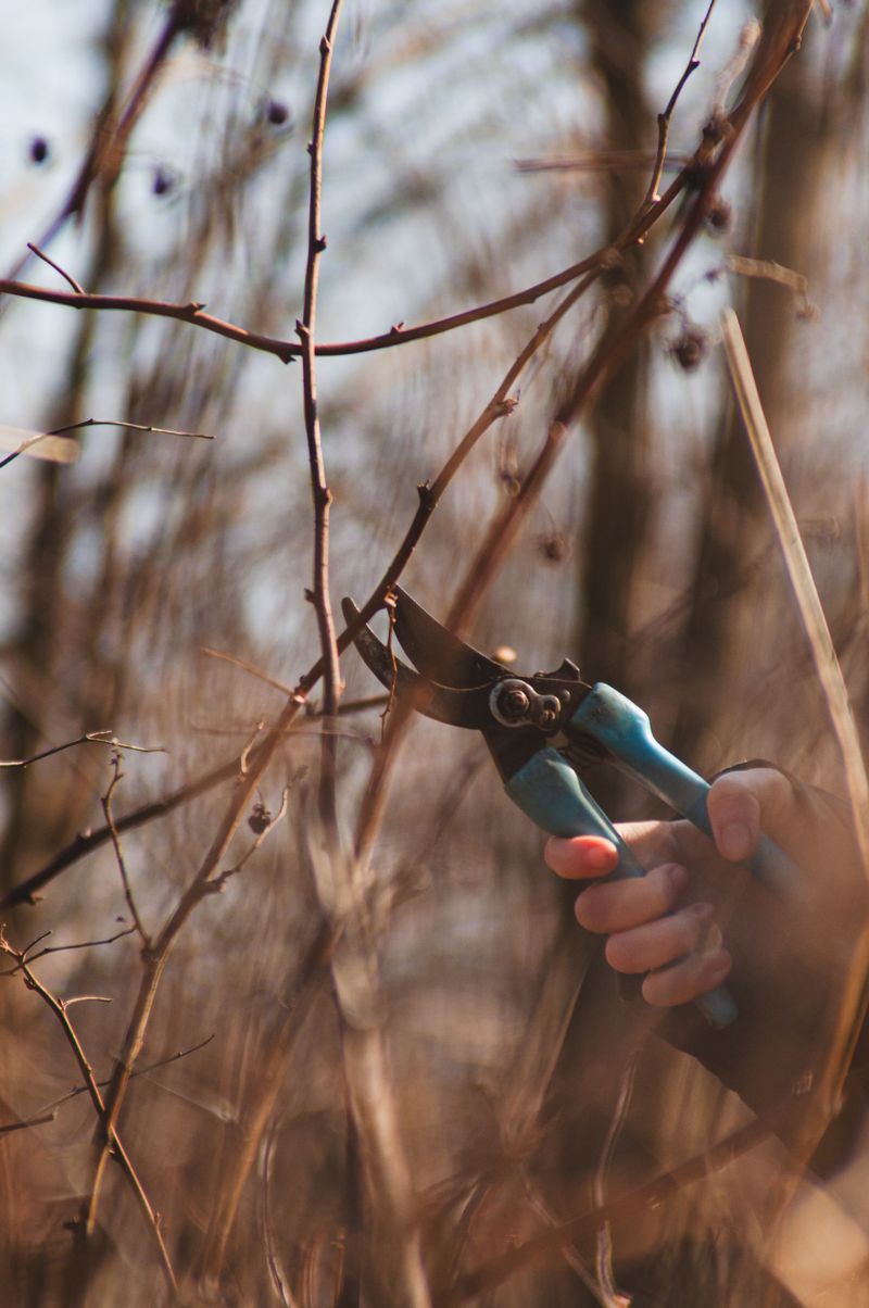 Remove Any Weak, Rubbing, Or Crossing Branches Remove Any Weak, Rubbing, Or Crossing Branches