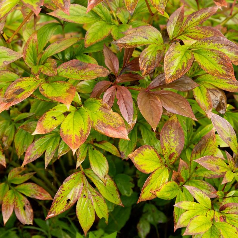 Remove Any Yellowing Or Diseased Leaves