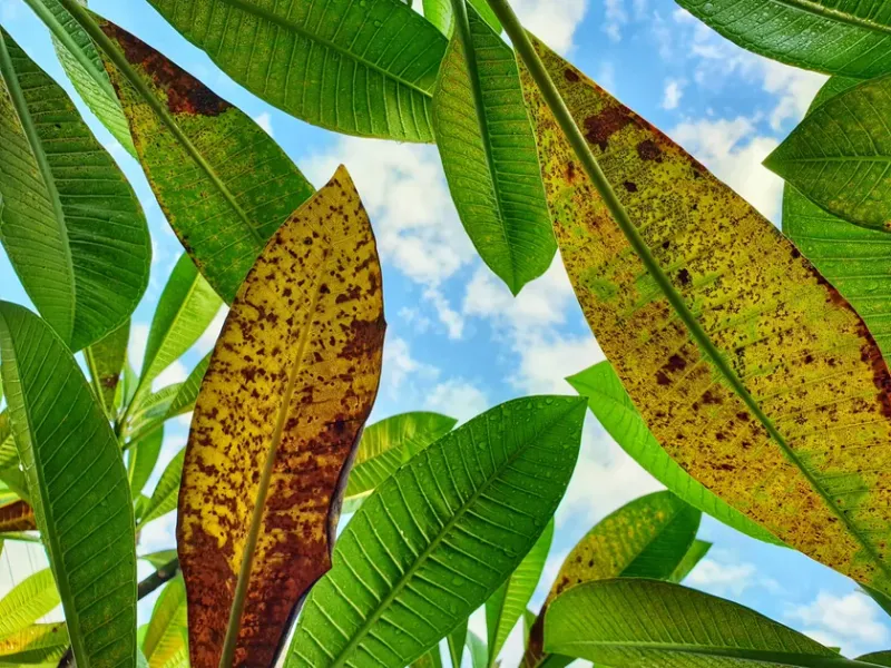 Remove Badly Affected Leaves Without Stripping The Plant Remove Badly Affected Leaves Without Stripping The Plant