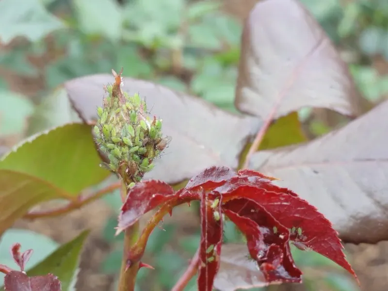 Remove Badly Curled Tips Before Aphids Spread