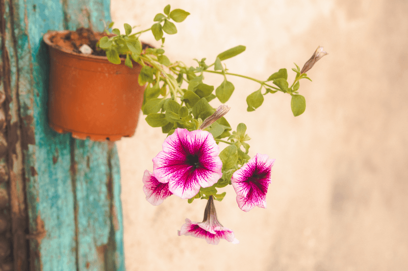 Remove Blooms When Faded, Droopy, Or Brown At The Edges Remove Blooms When Faded, Droopy, Or Brown At The Edges