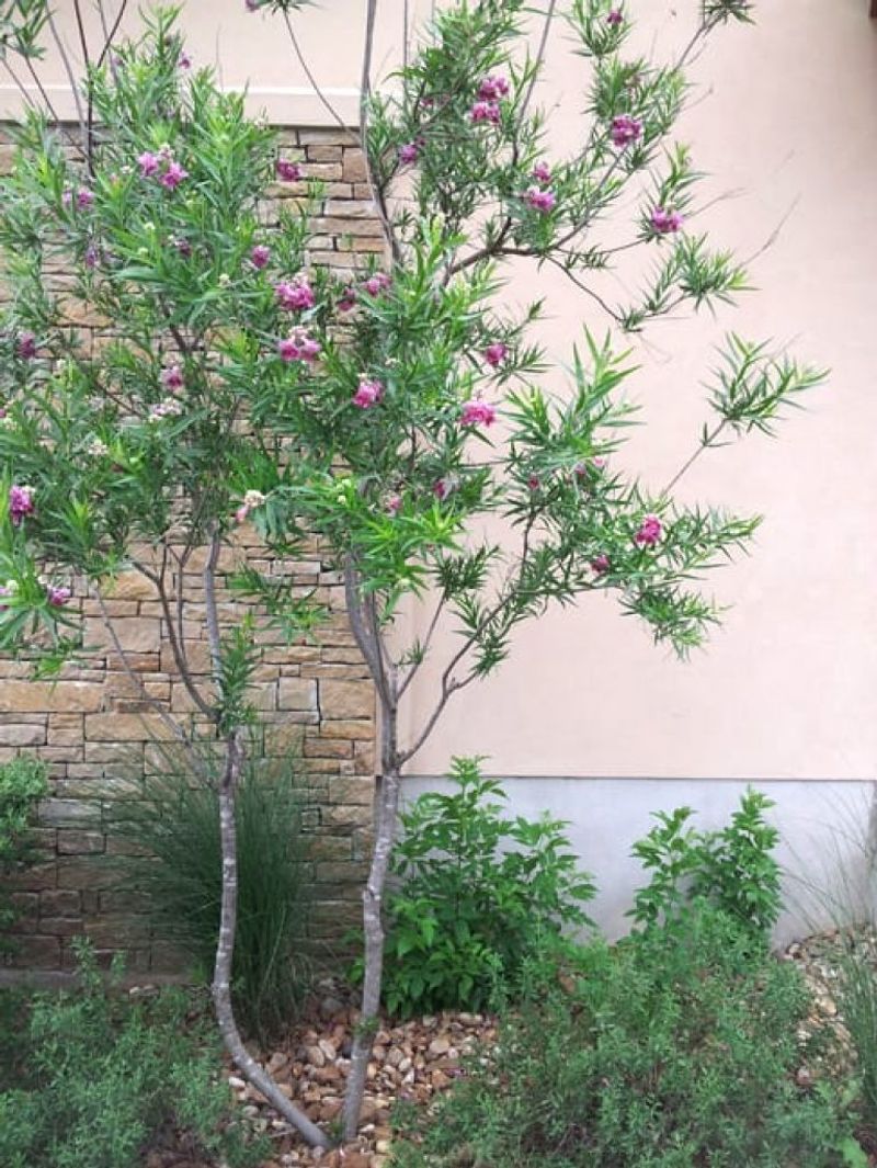 Remove Branches That Cross Or Rub Together Remove Branches That Cross Or Rub Together