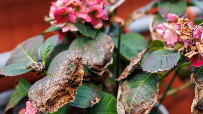 Remove Crispy Leaves Without Hard Pruning Remove Crispy Leaves Without Hard Pruning