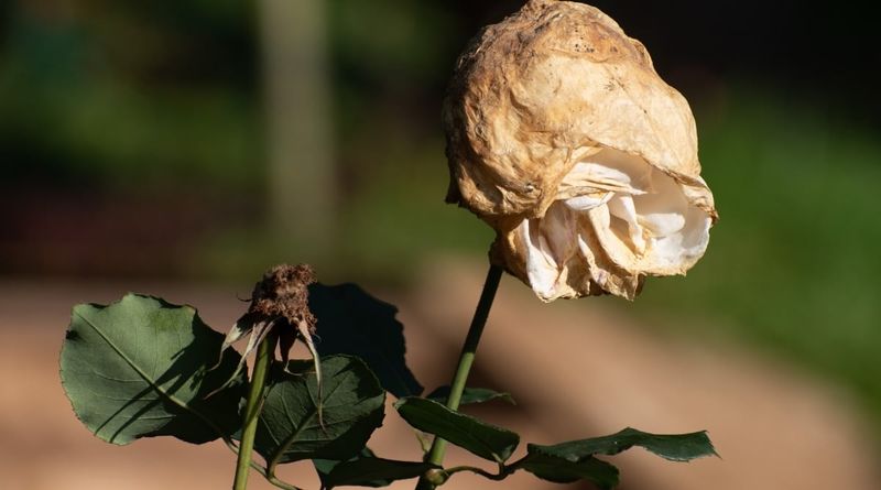 Remove Crispy Leaves Without Stripping The Plant Bare