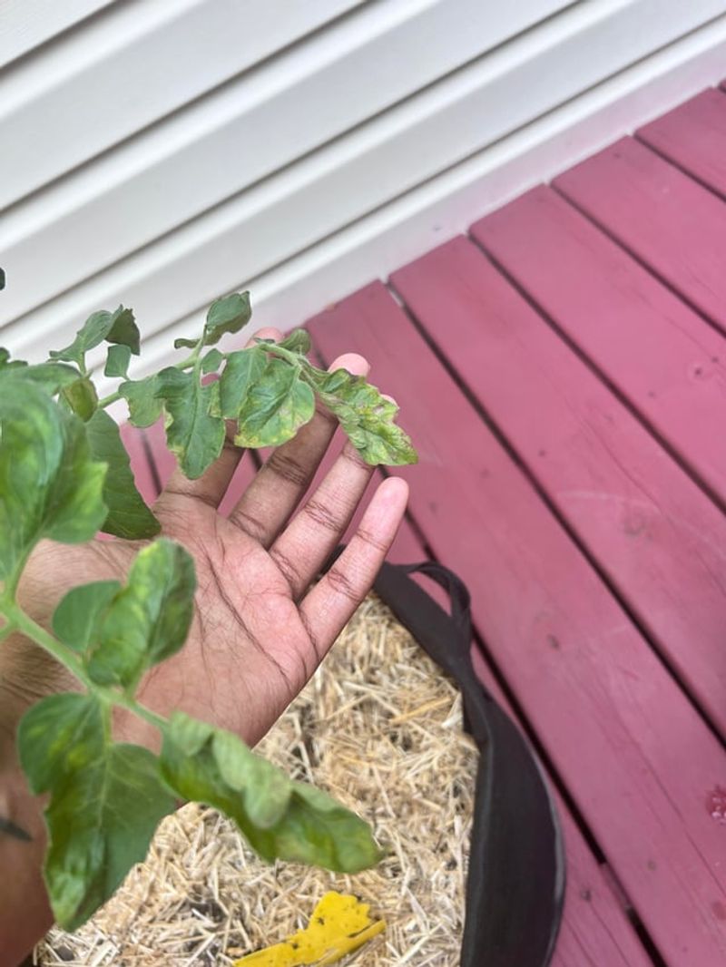 Remove Crispy Leaves Without Stripping The Plant