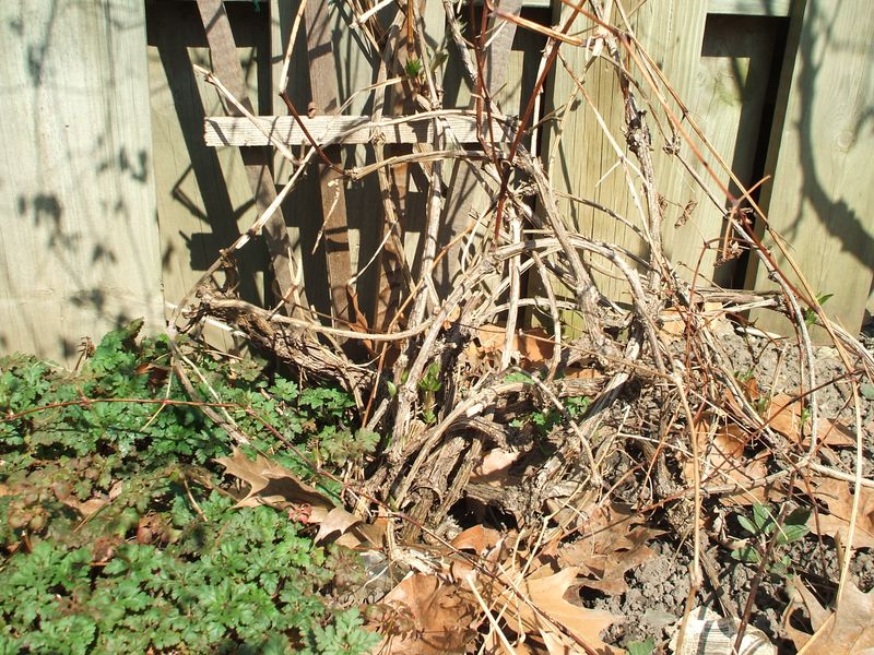 Remove Damaged And Tangled Stems First