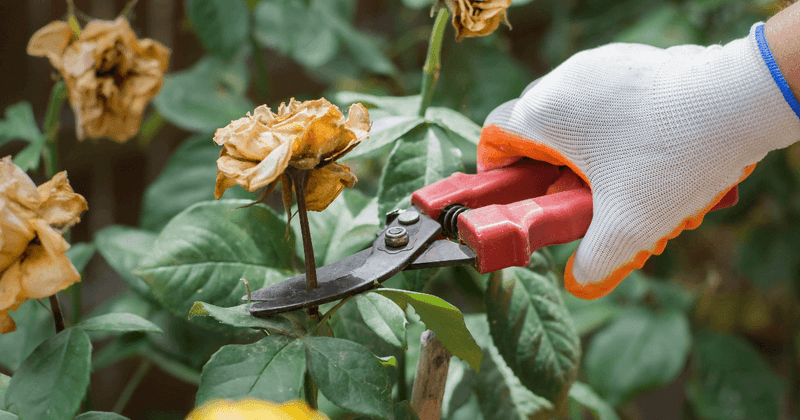 Remove Damaged Blooms And Foliage