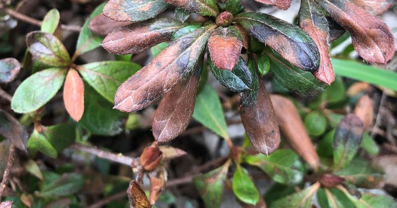 Remove Damaged Leaves Without Stripping The Shrub