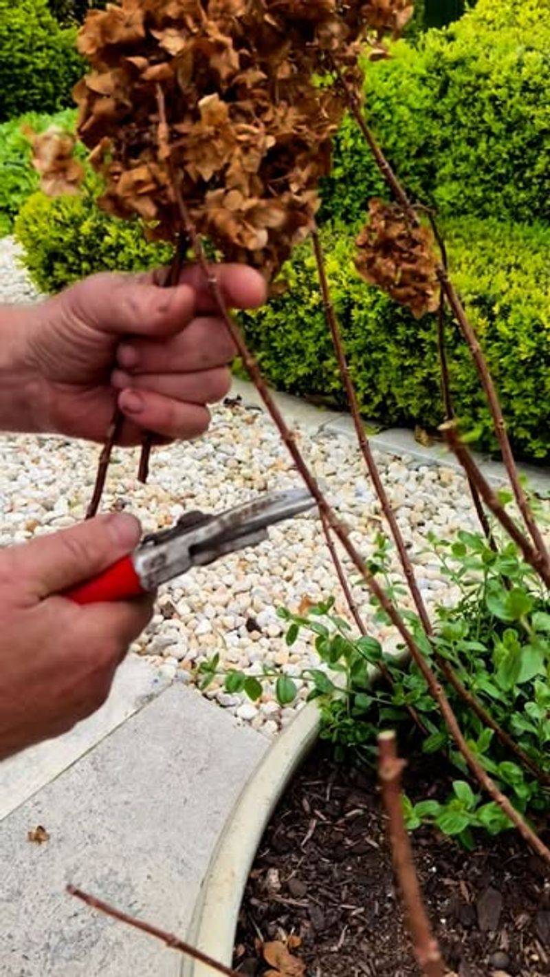 Remove Damaged Or Compromised Wood