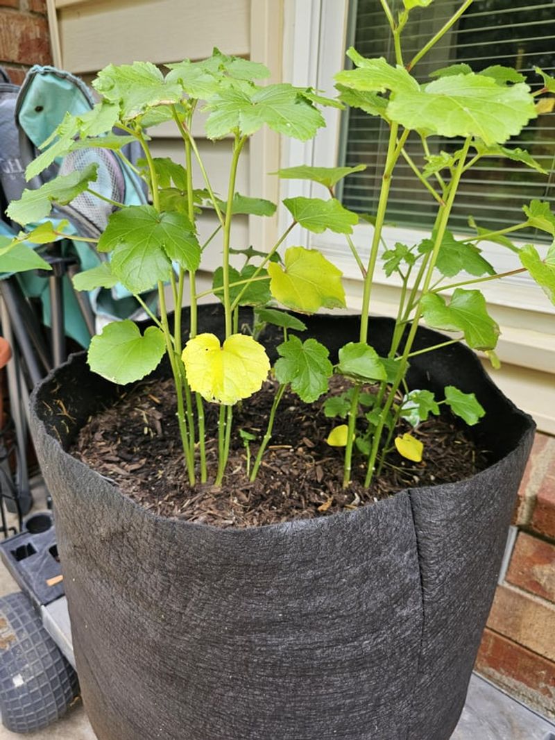 Remove Damaged Or Yellow Leaves