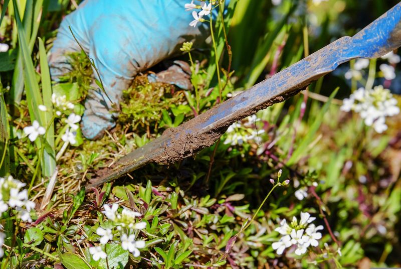 Remove Debris From Around Plant Bases
