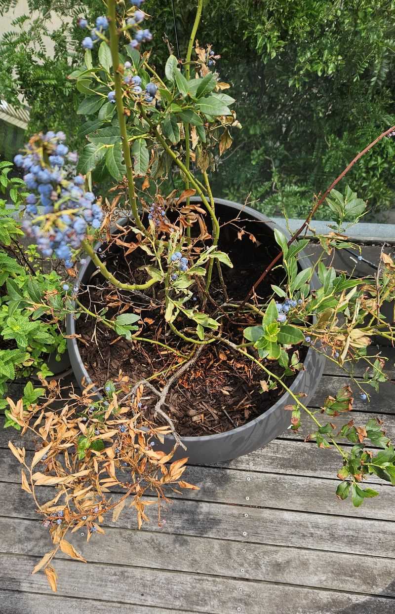 Remove Dry, Broken, Or Diseased Wood