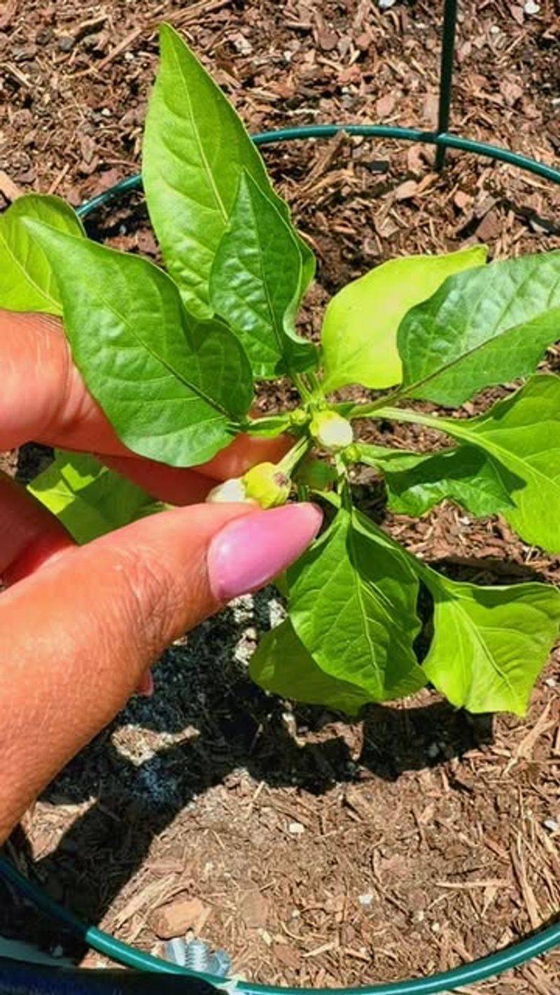 Remove Early Flowers Only On Small Or Newly Planted Peppers