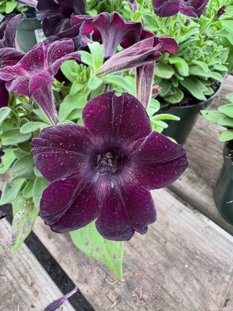 Remove Faded Blooms At Least Twice A Week Remove Faded Blooms At Least Twice A Week