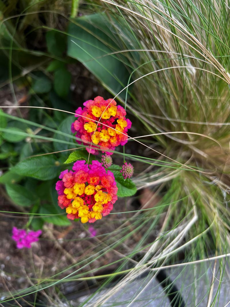 Remove Faded Flower Clusters As They Appear