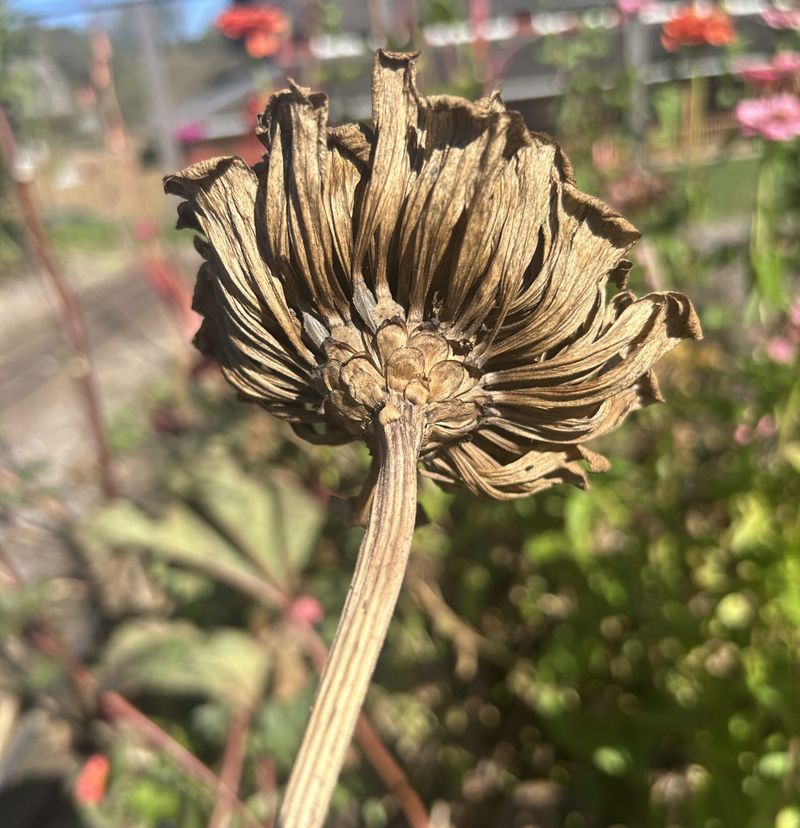 Remove Faded Flowers Before Seed Forms