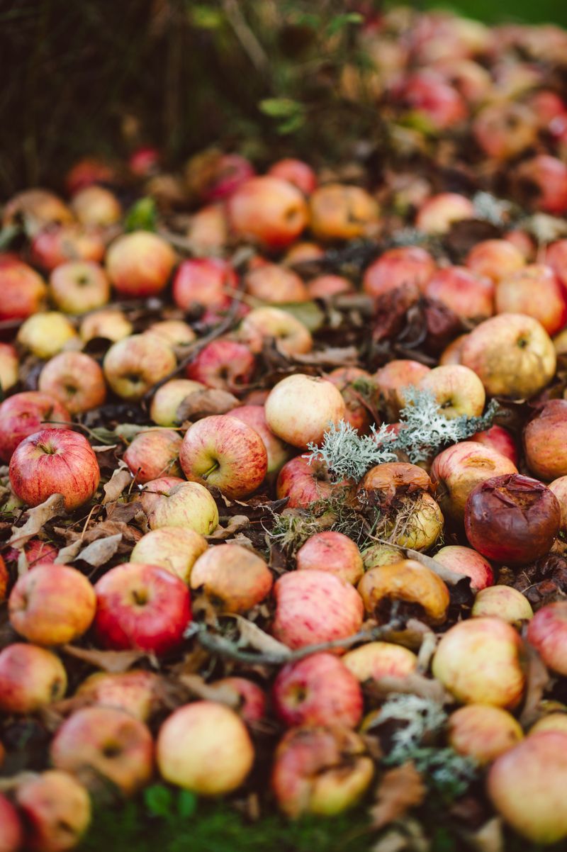 Remove Fallen Fruit And Food Spills Promptly