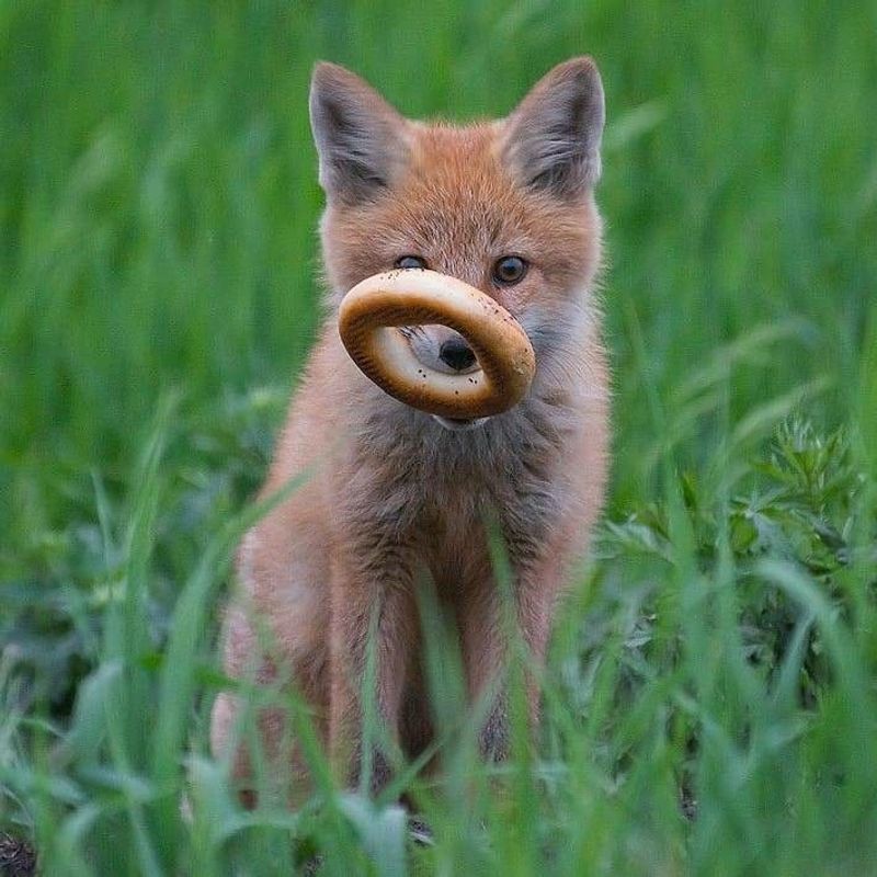 Remove Food Attractants Around The Yard