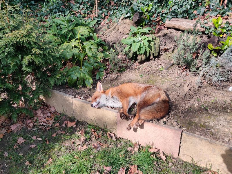 Remove Food From The Yard