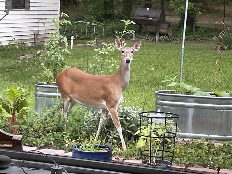 Remove Food Sources That Attract Deer