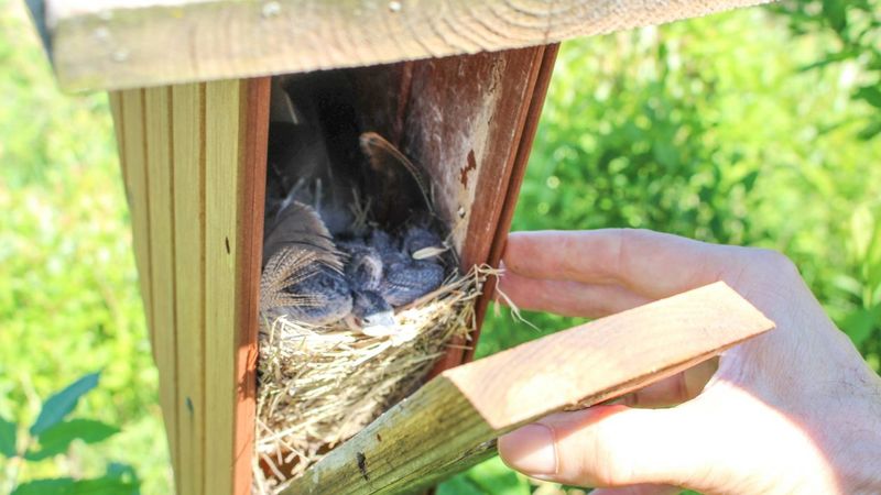 Remove House Sparrow Nests From Bluebird Boxes Remove House Sparrow Nests From Bluebird Boxes