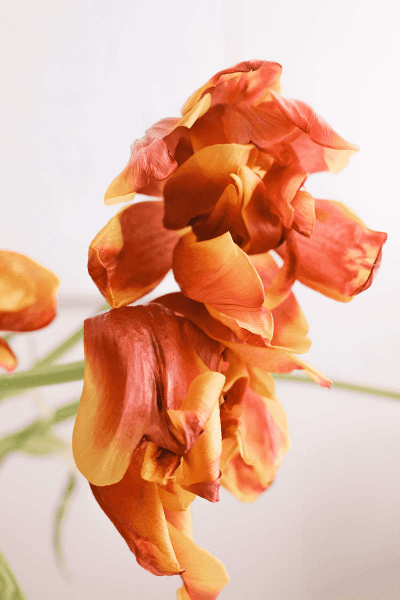 Remove In The Morning After Blooms Have Fully Wilted Remove In The Morning After Blooms Have Fully Wilted