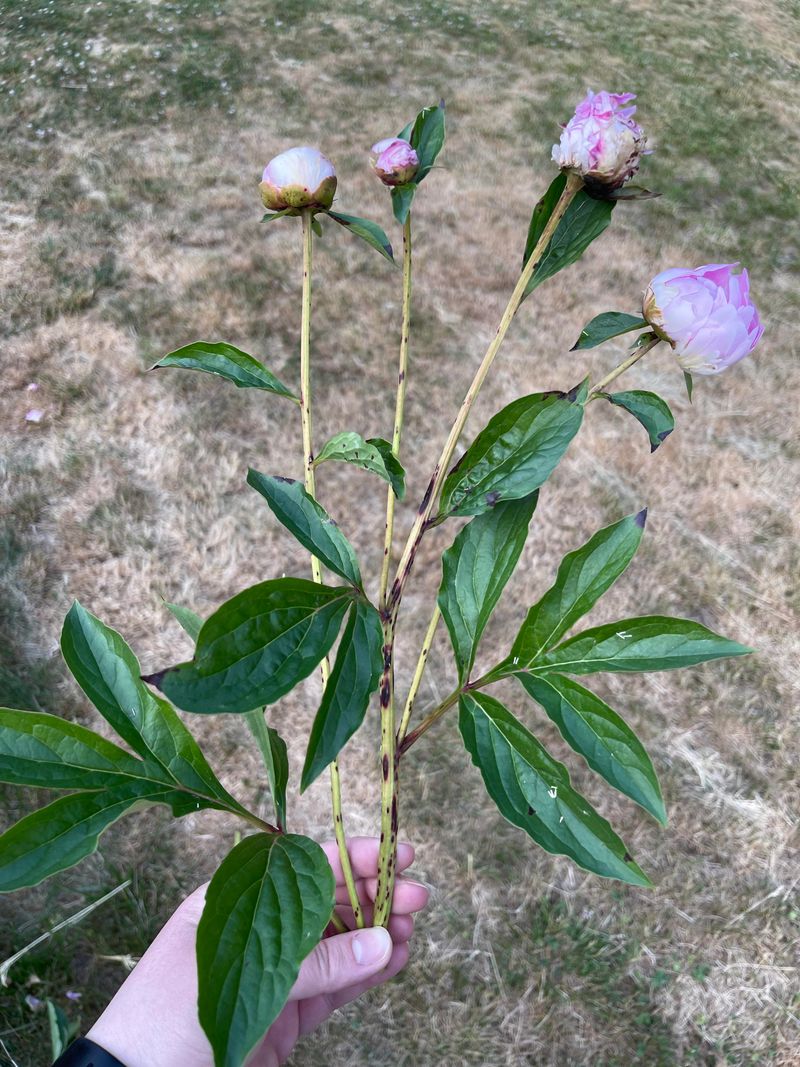 Remove Infected Foliage Promptly